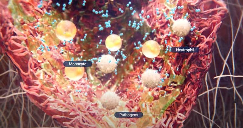Amplifies local immune response